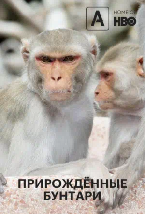 Прирождённые бунтари смотреть онлайн в HD 1080