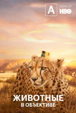 Животные в объективе смотреть онлайн в HD 1080