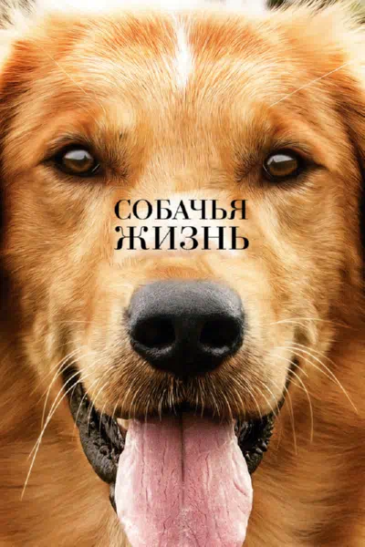 Собачья жизнь смотреть онлайн в HD 1080